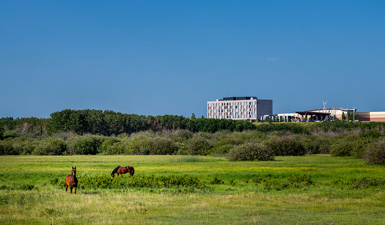 Blue sky over green fields. 2 horses in the field with Whitecap buildings in the background.