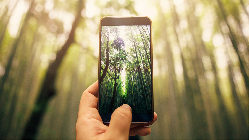 hand holding a smartphone, taking a picture of trees