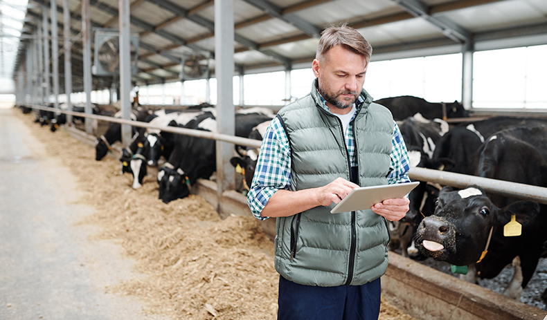 Man in barn with cattle