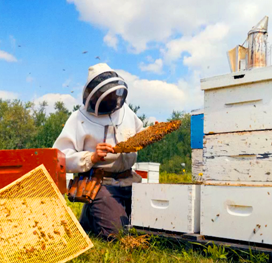 a beekeeper collecting honey from a hive