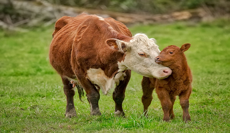 SaskTel combining efforts with Smart Paddock to bring Australian agtech to Canada’s livestock industry       